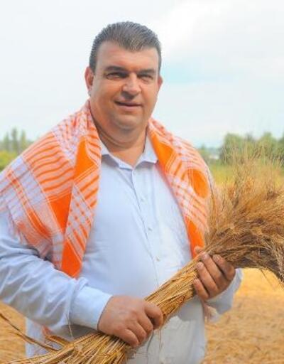 Seferihisar'da karakılçık buğday hasadı başladı