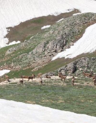 Tunceli'de yaban keçileri sürü halinde görüntülendi