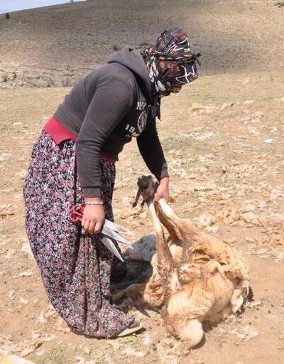 Kayseri'de kırpılan koyunların yünleri, çeyiz oluyor