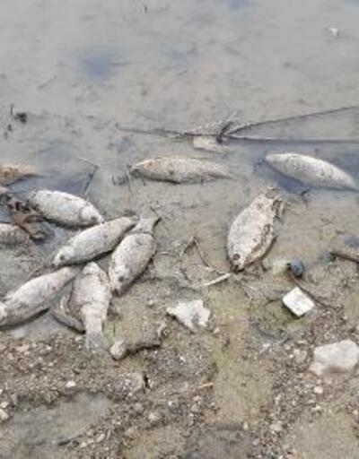 Baraj gölündeki ölü balıklar toplanıp, gömüldü