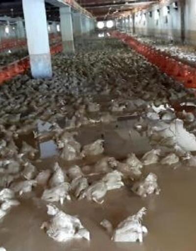 Sakarya'da 26 bin tavuk selde telef oldu
