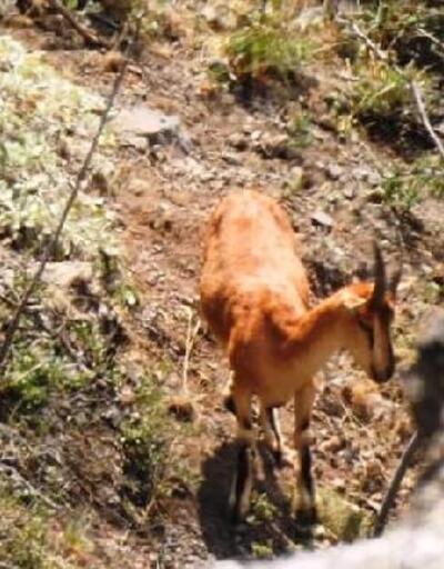Koruma altındaki çengel boynuzlu dağ keçilerinin zorlu yolculuğu