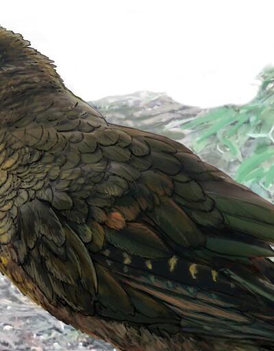 "Dünyanın en büyük papağanının" kalıntıları bulundu