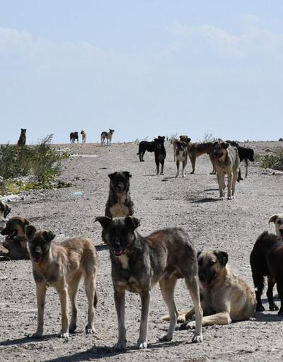 Lüleburgaz'daki 300 köpekten haber yok