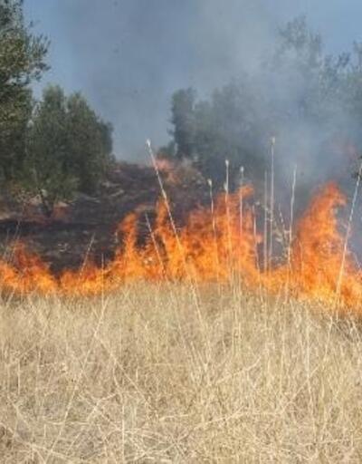 Burhaniye'de ot yangını, zeytinliklere sıçradı