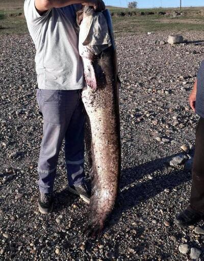 Hayrabolu Göleti'nde 40 kiloluk yayın yakalandı
