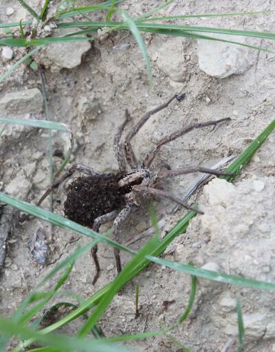Yüzlerce yavrusunu üzerinde taşıyan örümcek