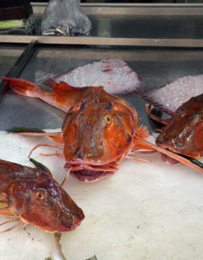 5 kiloluk kırlangıç balığı, 500 TL'ye satılıyor