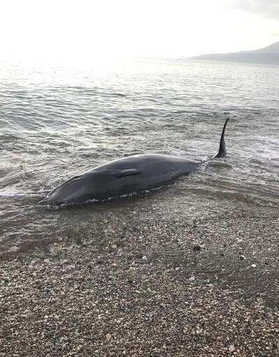 Antalya'da kıyıya vuran balina, kurtarılarak denize bırakıldı