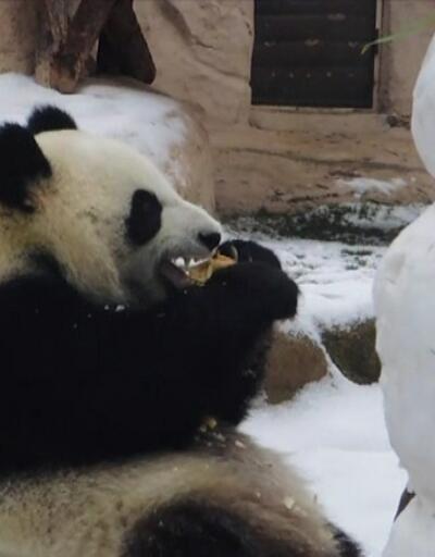 Panda kardan adamı yedi