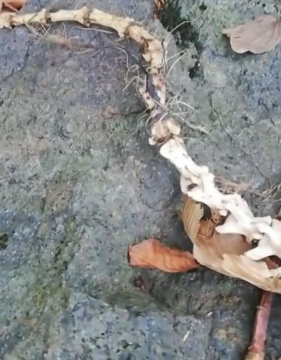 Trabzon'daki gizemli iskeletin hangi hayvana ait olduğu belli oldu