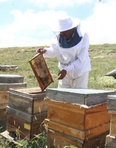 Küresel ısınma arıları vurdu