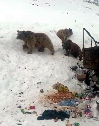 Ayı ev yavruları çöplükte yiyecek ararken görüntülendi