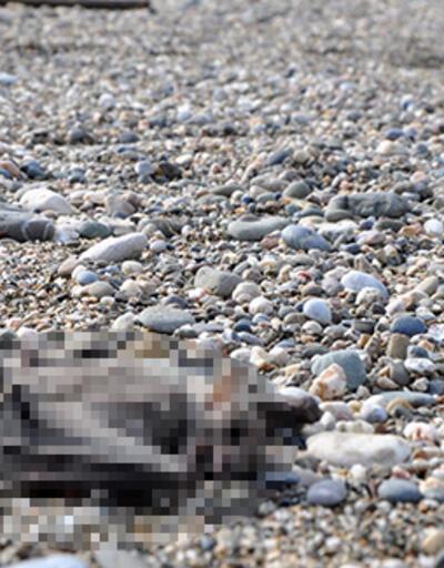 Gazipaşa'da sahilde 2 yarasa ölüsü bulundu