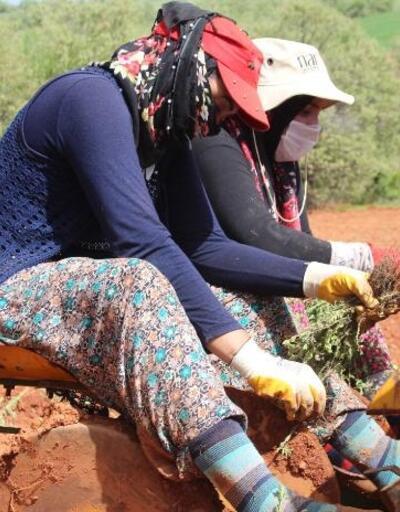 Beyşehir'de kadın eliyle 'kekik' üretiliyor