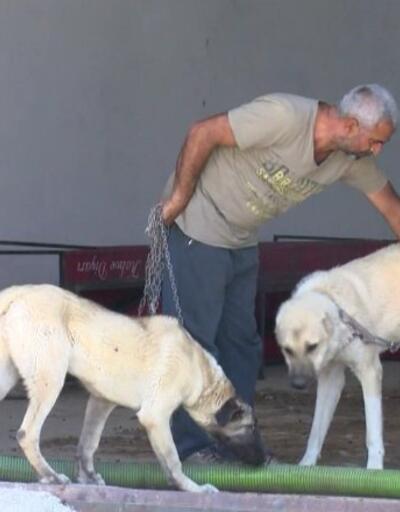 8 köpek hırsızlık için zehirlendi | Video