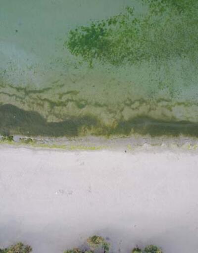 Caddebostan ve Menekşe plajlarında yosunlar kirlilik sinyali