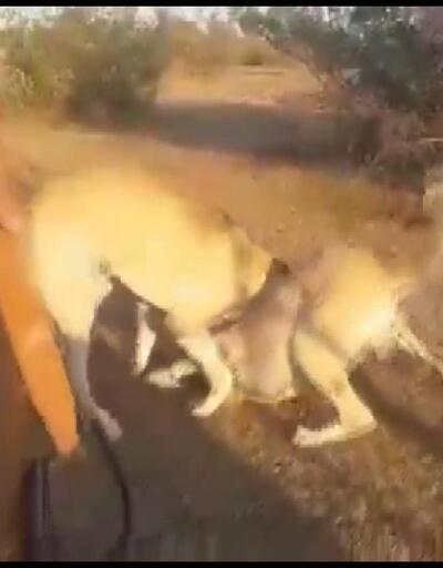 Köpekleri acımasızca dövüştürüp kameraya kaydettiler