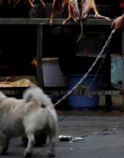 Tepkilere aldırmadılar: Çin'de tartışmalı köpek eti festivali başladı