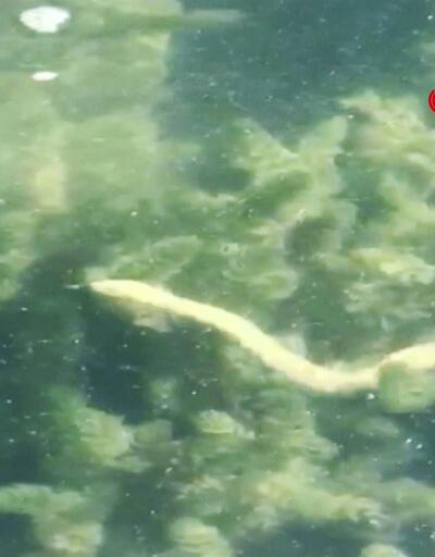 İznik Gölü'nde birçok yılanın su yüzüne çıkması tedirgin etti | Video