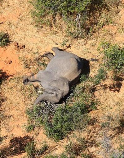 Güney Afrika'da 350 fil 3 ayda 'gizemli şekilde' öldü 