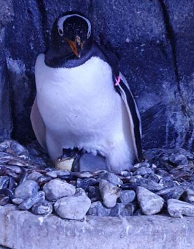 Son dakika... Türkiye’de türünün ilk bebek pengueni doğdu! İsmine vatandaşlar karar verecek