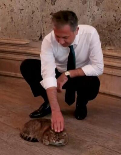 Vali Yerlikaya'dan Ayasofya'nın ünlü kedisi "Gli" ile ilgili açıklama | Video