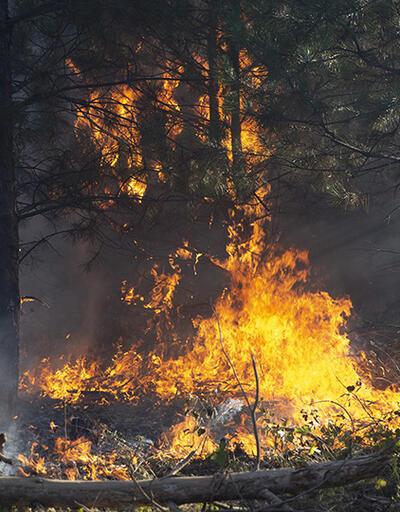 Son dakika... İzmir ve Edirne'de orman yangınları | Video