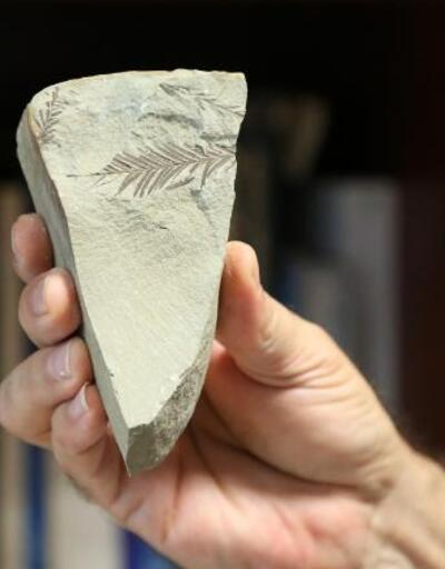 Son dakika... Antalya ve Konya'da 500 milyon yaşında iki fosil bulundu
