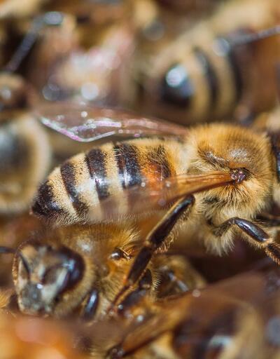 Avustralyalı bilim insanlarından meme kanserine karşı bal arısı zehri buluşu