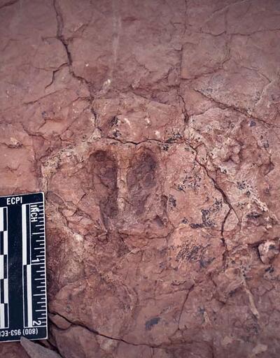 Son dakika... Sivas'ta hayvan ayak izi fosilleri bulundu