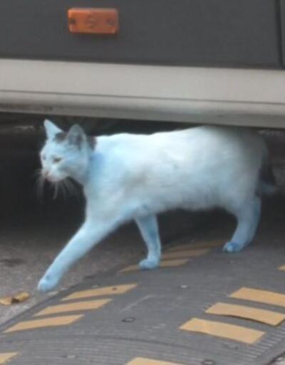 Dökülen boyaya sürünen kediler mavi renge döndü | Video