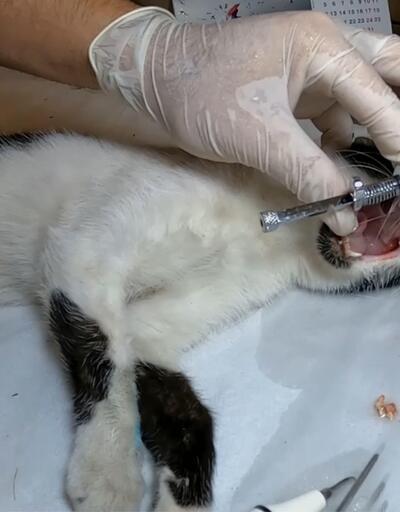 Dişi çürüyen kedi baygın bulundu | Video