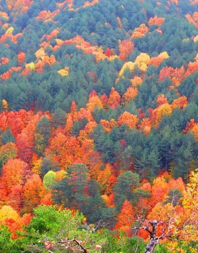 Masal diyarı gibi! Oksijen deposu Kaz Dağları sonbaharda rengarenk