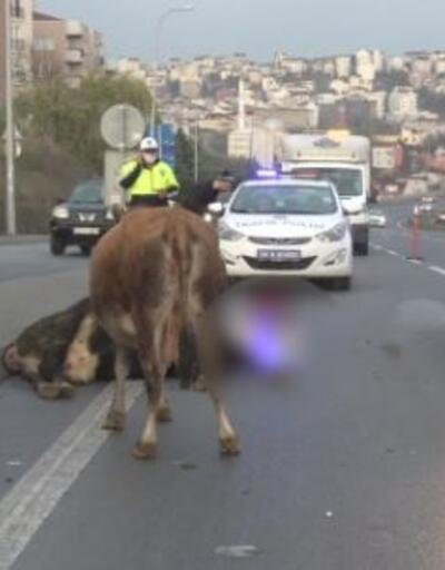 Arnavutköy'de minibüs yola fırlayan iki ineğe çarptı | Video 