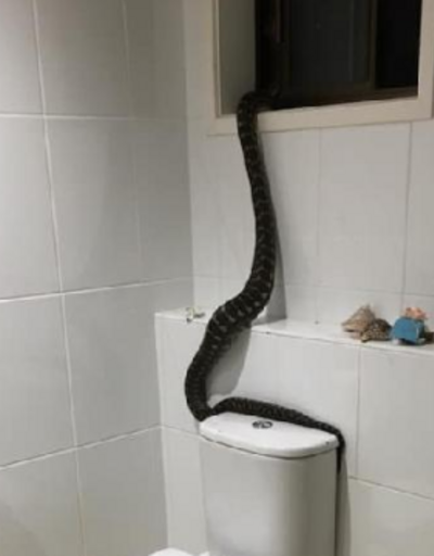 Avustralya’da dev piton banyoya girdi