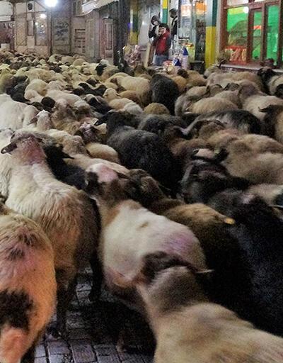Şehirden koyun sürüsü geçti | Video