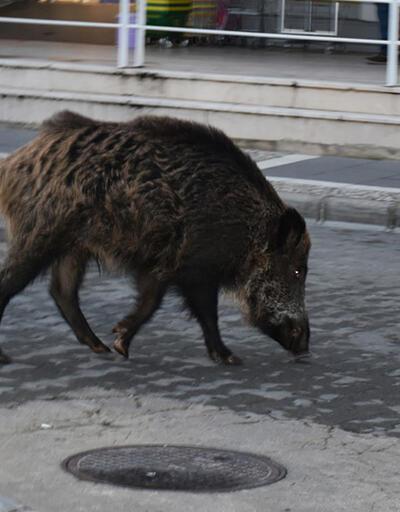 Yaban domuzu caddelerde dolaştı | Video