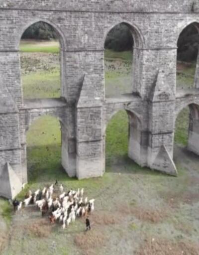 Alibeyköy Barajı'nda artık koyunlar otluyor | Video