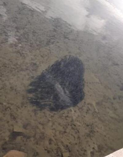 Debisi düşen Kızılırmak'ta binlerce balık gölette toplandı