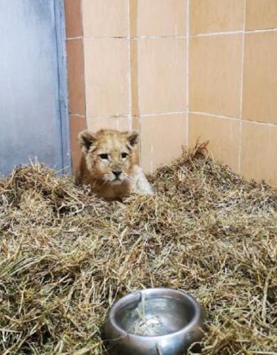 İzmir'de bir çiftlikte 3 aylık yavru aslan ele geçirildi