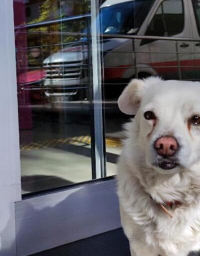 Sahibi tedavi gören köpek 5 gündür hastane kapısında bekliyor