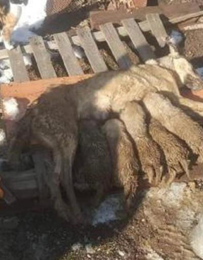 Enkaz altında kalan anne köpek ve 5 yavrusunu itfaiye kurtardı