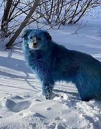 Rusya’da kimyasal atık nedeniyle köpeklerin renginin mavi olduğu iddiası