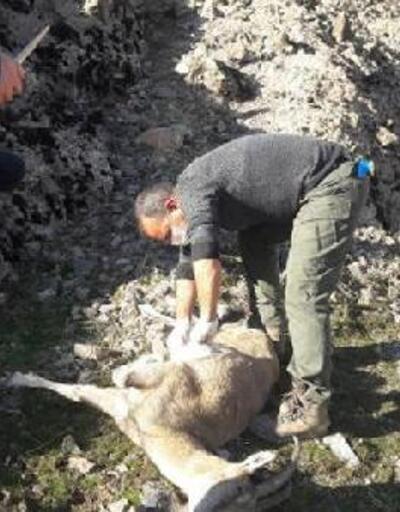 Koruma altındaki 7 yaban keçisi ölü bulundu