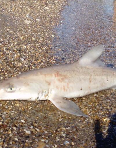 Bodrum'da ölü köpek balığı karaya vurdu