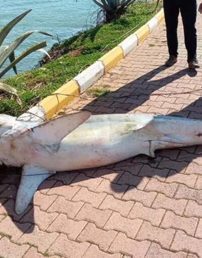 Antalya'da köpek balığı ölüsü sahile vurdu