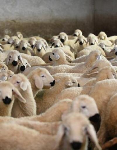 Sözleşmeli öğretmenliği bıraktı, 600 koyunluk sürünün sahibi oldu