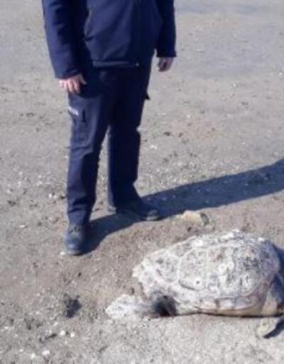 Ayvalık sahilinde ölü caretta caretta bulundu