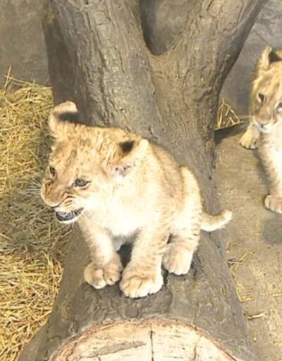 Onlar 2021'in ilk yavru aslanları... İsimleri halk oyuyla belirlenecek